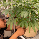 Website Article Lead Pic Template (1085x600)(4)