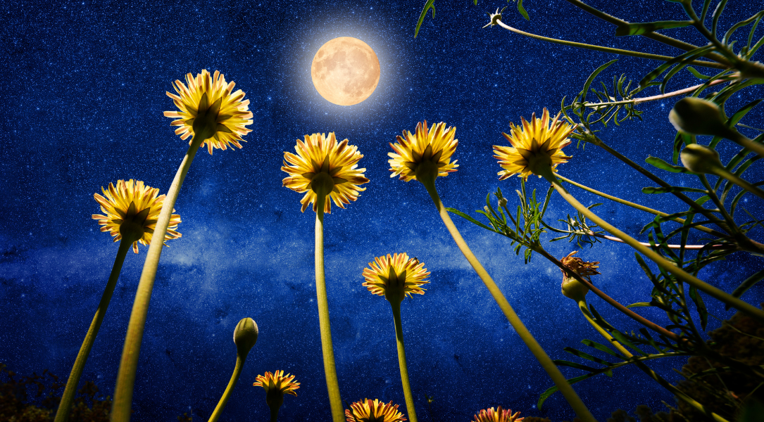 Website Article Lead Pic Template (1085x600)(8)